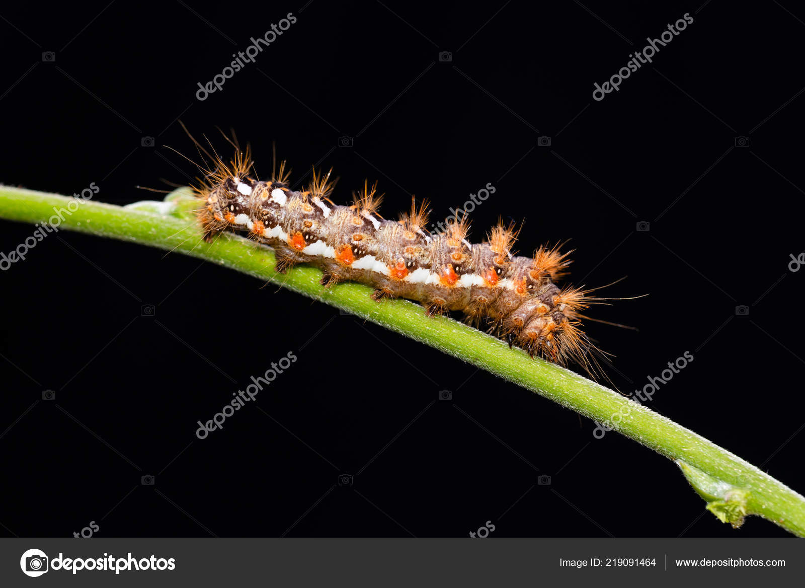 Horizontal Photo Nice Furry Caterpillar Insect Placed Green Stem