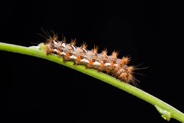 Horizontal Photo Nice Furry Caterpillar Insect Placed Green Stem Background — Stock Photo, Image