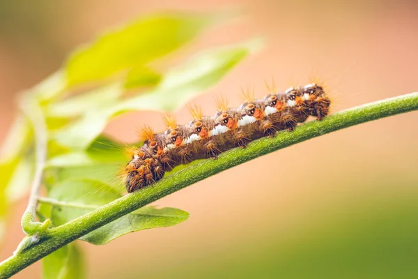 Foto Horizontal Com Lagarta Colorida Bug Está Empoleirado Tronco Verde — Fotografia de Stock