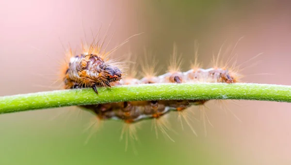 カラフルな毛虫と水平方向の写真 バグは 緑の茎に腰掛けているし いくつかの葉が背景に表示されます 虫の色は白 黒とオレンジ 体は長い毛で覆われています — ストック写真