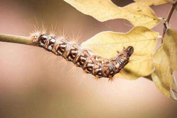 Foto Horizontal Uma Grande Lagarta Bug Alimenta Planta Outono Com — Fotografia de Stock