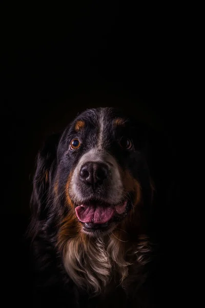 Pionowe Zdjęcie Portret Dorosłych Kobiet Berneński Pies Pasterski Pies Otworzyć — Zdjęcie stockowe