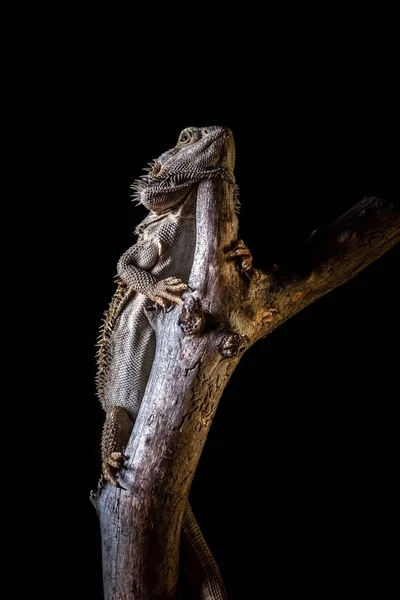 Dragón barbudo sobre pieza de madera seca sobre fondo negro — Foto de Stock