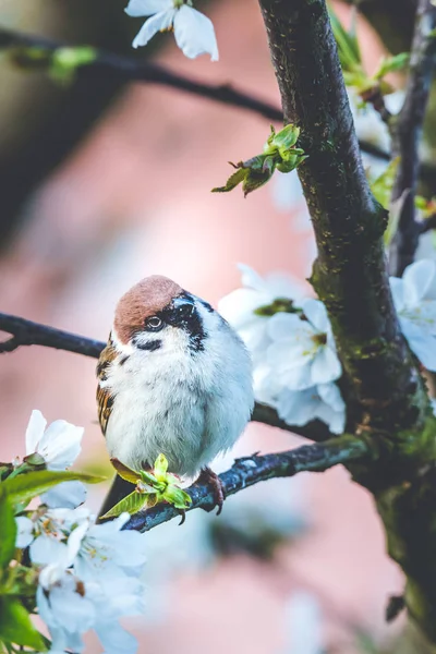 Pardal macho empoleirado em cerejeira com flores brancas de primavera — Fotografia de Stock