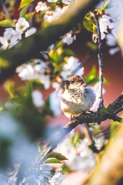 Pardal macho empoleirado em cerejeira com flores brancas de primavera — Fotografia de Stock