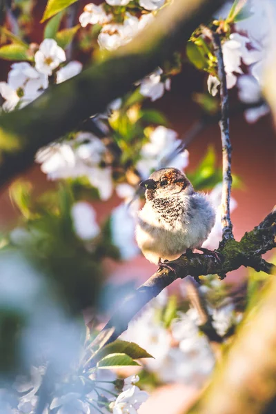 Mannelijke Mus neergestreken op kersenboom met lente witte bloemen — Stockfoto