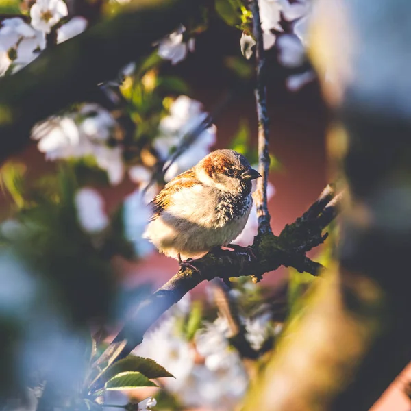 春の白い花が咲く桜の木についたオスのスズメ — ストック写真