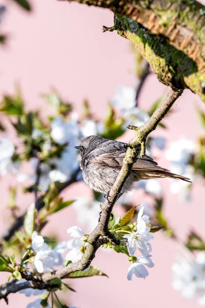 Blackstart masculino empoleirado na árvore de cereja com flores brancas primavera — Fotografia de Stock