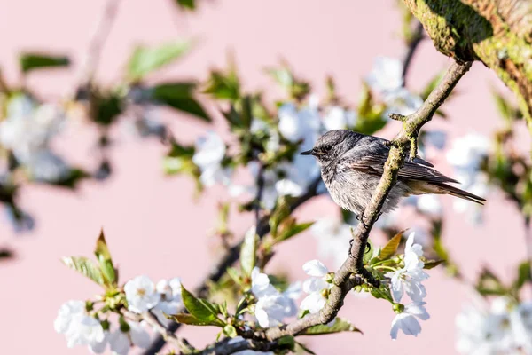 Blackstart masculino empoleirado na árvore de cereja com flores brancas primavera — Fotografia de Stock