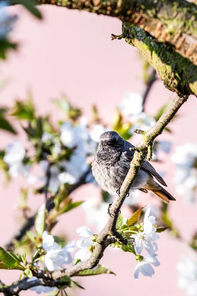 Blackstart masculino empoleirado na árvore de cereja com flores brancas primavera — Fotografia de Stock