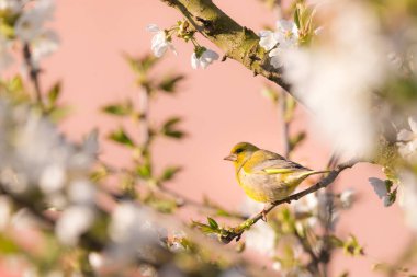 Tatlı pişmiş çörek ve baharat ile beyaz tabakta birkaç haşhaş kafaları