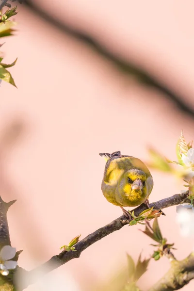 Одинокая зеленая птица, сидящая на вишне, полной цветов — стоковое фото