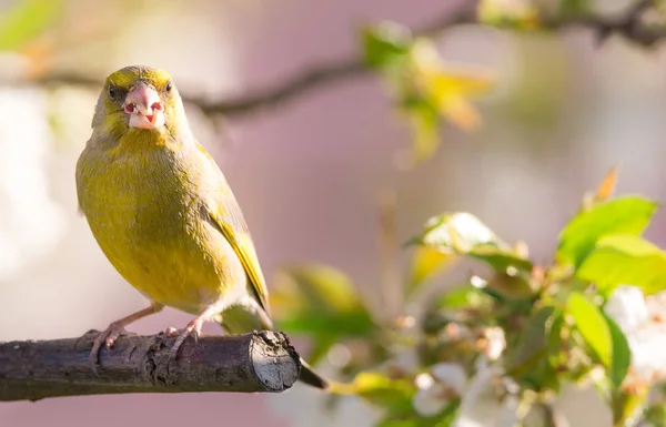 満開の桜の木に飾られた単一のグリーンフィンチ鳥 — ストック写真