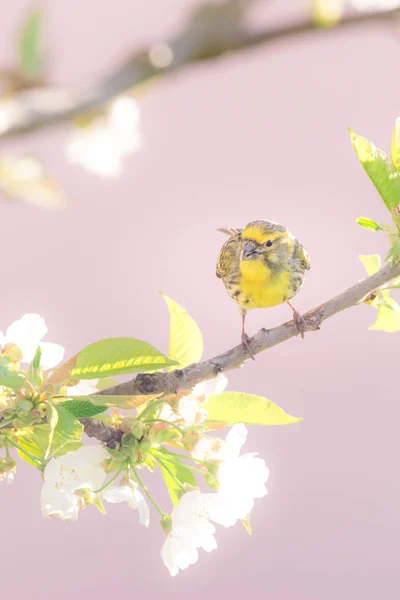 Nice pequeno pássaro colorido bunting na árvore de cereja com várias flores — Fotografia de Stock