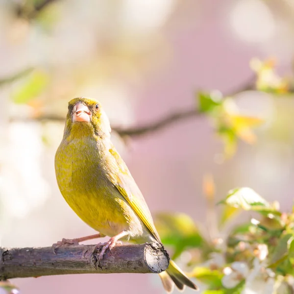 Одинокая зеленая птица, сидящая на вишне, полной цветов — стоковое фото