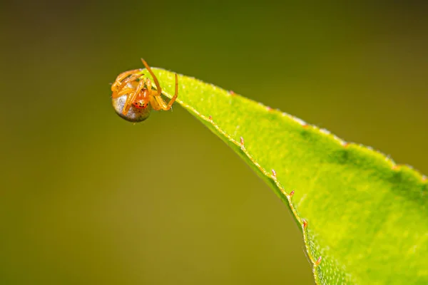 Aranha pequena bonito com corpo colorido em uma folha verde — Fotografia de Stock