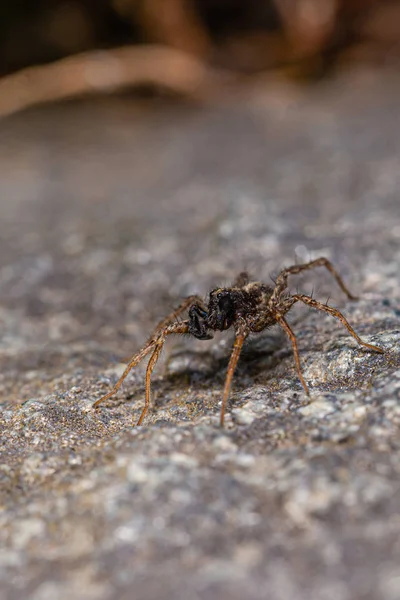 Dark brown spider perched on the stone — Stock Photo, Image