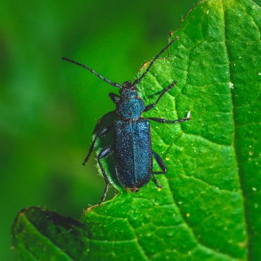 Yeşil yaprak tünemiş mavi renk ile Nice büyük hata