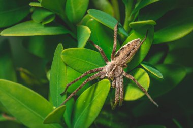 Kahverengi örümcek birçok küçük yeşil yaprakları ile bitki tünemiş
