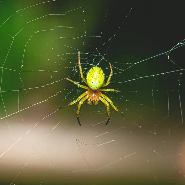Schöne grüne Spinne mit Punkten auf dem Körper sitzt auf seinem Netz — Stockfoto