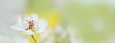 Güzel armut çiçeği kapandı