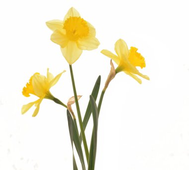 Sarı yay narsisleri beyazı izole eder.