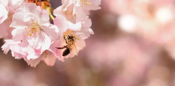Una abeja en flor de chery o sakura cerró — Foto de Stock
