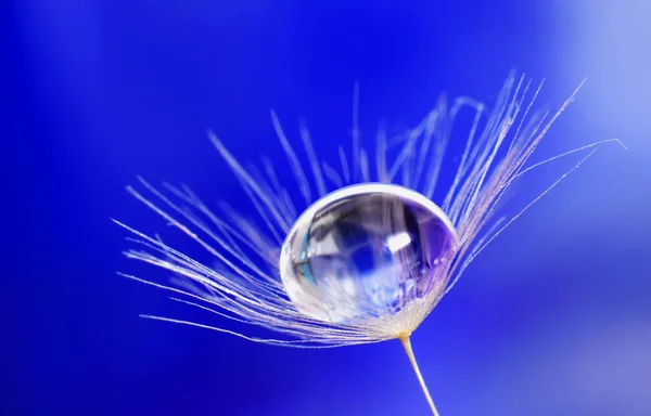 Maskros frö med droppe vatten eller dagg — Stockfoto