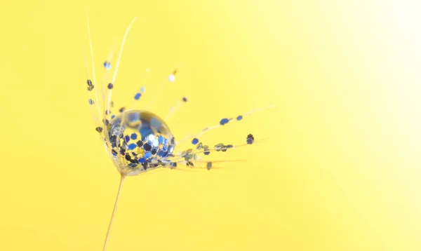 Maskros frö med vatten droppe konstnärlig bakgrund på gult — Stockfoto