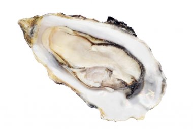 Taze çiğ istiridye beyaz düz yatıyordu izole kapalı