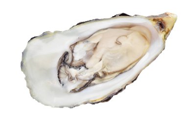 Taze çiğ istiridye beyaz düz yatıyordu izole kapalı