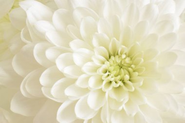 Krizantem beyaz çiçek kapalı