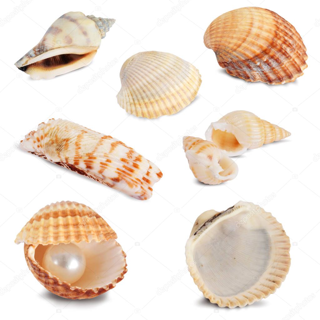 Seashells collection closed up isolated on white