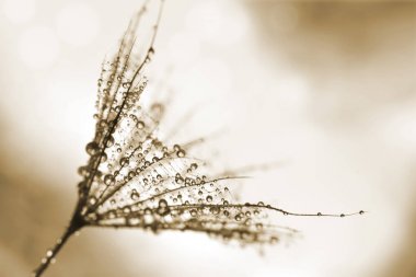 karahindiba tohumu monokrom bir ışığa karşı kapalı