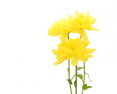 beyaz izole sarı krizantem