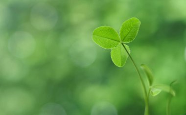 Bir ışığa karşı yeşil yonca yaprağı kapalı