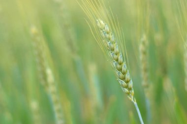 Yeşil çavdar kulakları bulanık yeşil arka plan kapalı