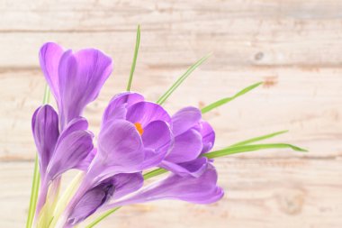 Mor crocuses kapalı