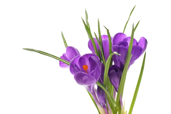 Purple crocuses in bouquet isolated on white Royalty Free Stock Images