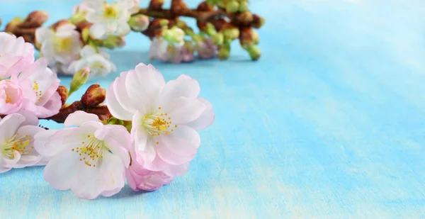 Цветок Сакуры на столе — стоковое фото