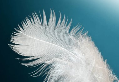 Kuş tüyü mavi arka planda kapandı