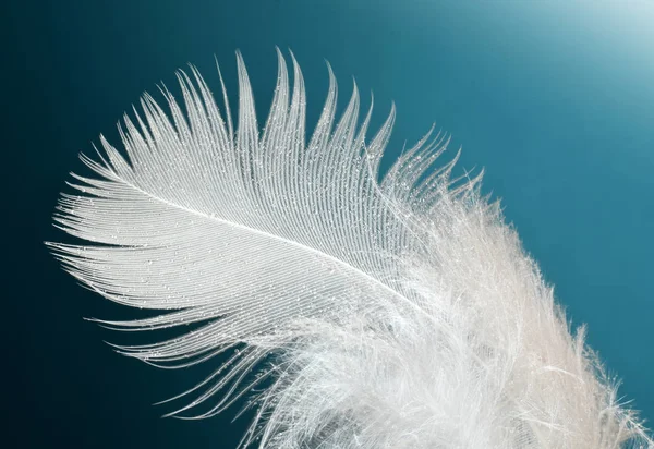 Bird feather closed up on blue background — Stock Photo, Image