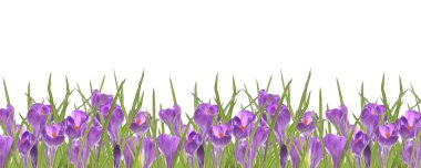 Güzel mor çiğdemler kenar beyaz izole