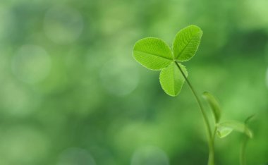 groene klaver blad