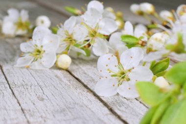 Kiraz ağacı kapandı