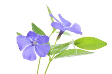 Beyaz izole periwinkle çiçekleri
