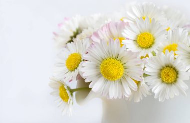 Kapalı beyaz papatyalar