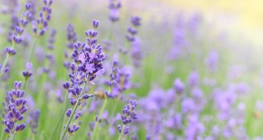 Lavanta tarlası seçici odağı kapattı