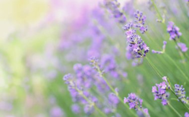 Lavanta tarlası seçici odağı kapattı