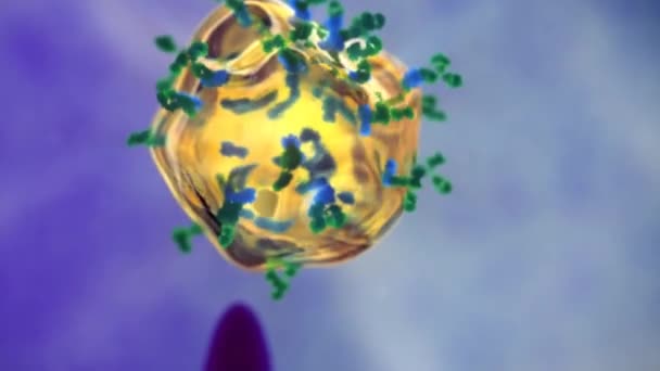 Anticorps détruisant les cellules cancéreuses 